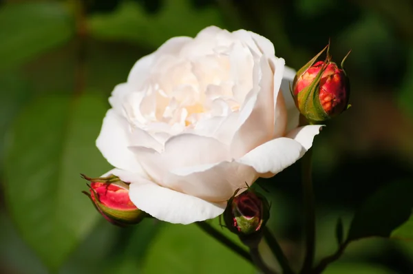 A beauty of flowers - white rose. — Stock Photo, Image