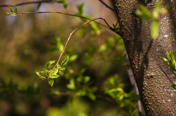 Tavaszi. a madár-cseresznye (prunus padus ága). — Stock Fotó