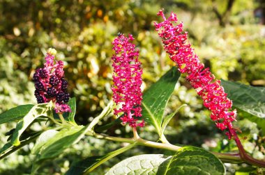 Hint poke, pokeweed veya pokeberry (phytolacca acinosa). Çift portre.