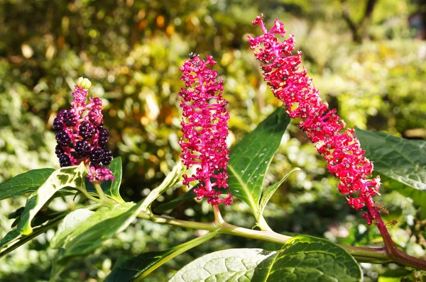 Poke indio, pokeweed o pokeberry (phytolacca acinosa). triple retrato . — Foto de Stock