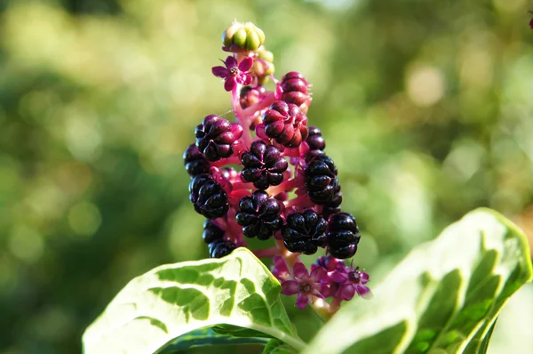 Indyjski kłuć, szkarłatki lub pokeberry (phytolacca acinosa). pojedynczy portret. — Zdjęcie stockowe