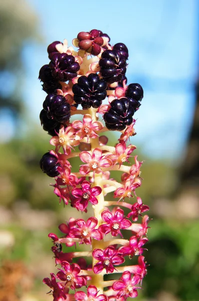 Indiska säcken, pokeweed eller pokeberry (phytolacca acinosa). närbild. — Stockfoto