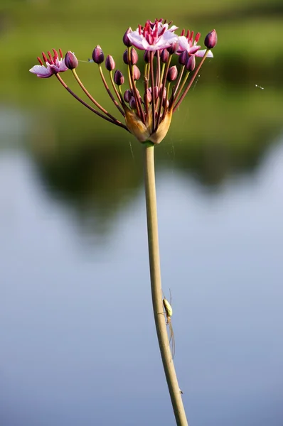 Ruggine fiorita (butomus) e ragno allungato (tetragnatha ). — Foto Stock