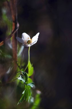 kardelen anemone (anemone sylvestris).