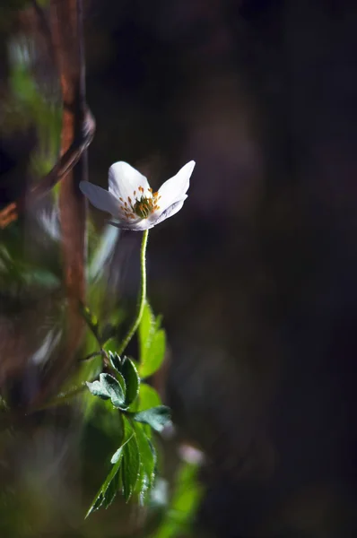 Przebiśnieg, Zawilec (anemone sylvestris). — Zdjęcie stockowe