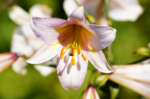 Krása květů - růžová lilie (lilium). — Stock fotografie