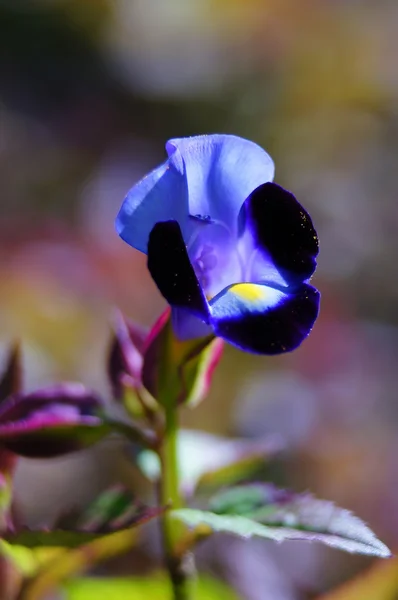 Pansy, o heartsease (viola tricolor ). — Foto de Stock