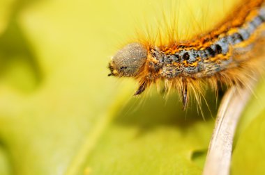 böcekler - sarkık şey güve (phyllodesma ilicifolia) caterpillar güzelliği.