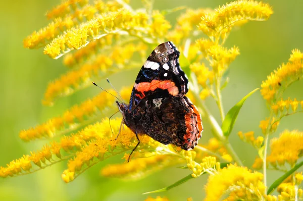 Red admiral butterfly (vanessa atalanta) in a goldenrod (solidago virgaurea). — Stock Photo, Image