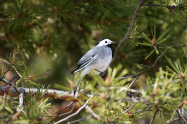 Beyaz kuyruksallayan (motacilla alba) üzerinde bir çam.