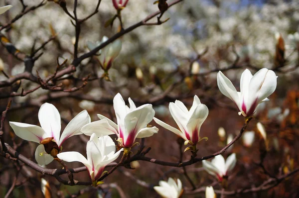 Magnolia floreciente . —  Fotos de Stock