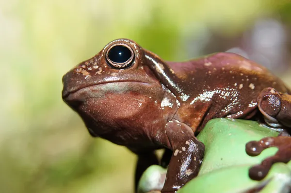 茶色の木のカエル (アマガエル) 肖像画. — ストック写真