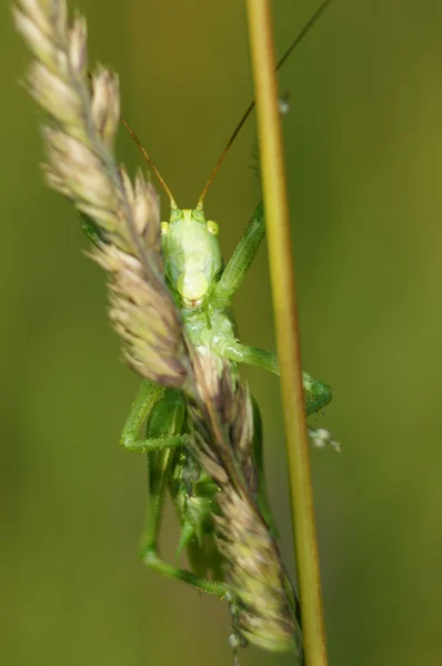 Ich sehe dich!... — Stockfoto