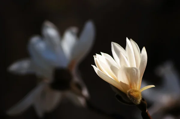 Magnólia em flor 2 . — Fotografia de Stock