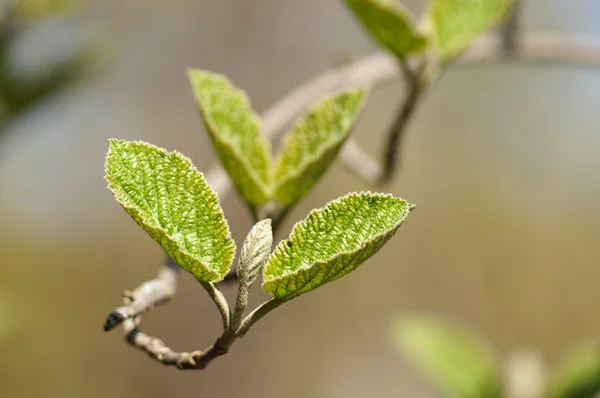 Spring young leaves of the alder (alnus). — Stock Photo, Image