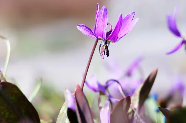 Sibirya açık kahverengi lily (erythronium sibiricum) 3. — Stok fotoğraf