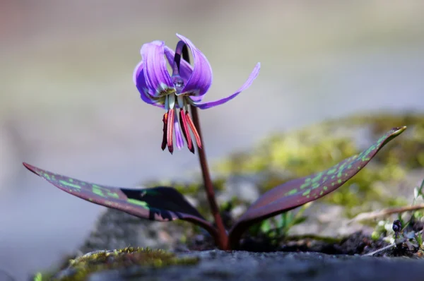 Κρίνος ελαφάκι Σιβηρίας (erythronium sibiricum) 5. — Φωτογραφία Αρχείου