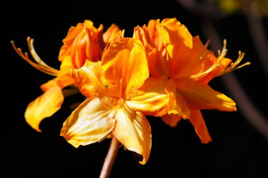 Orange rhododendron 3. clipart