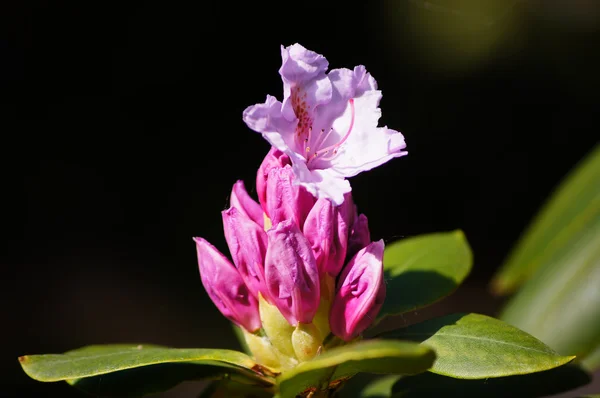 Rosado rododendro 1 . — Foto de Stock