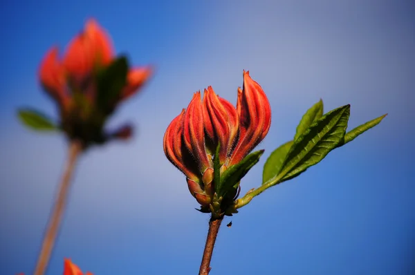 Rododendro vermelho 1 . — Fotografia de Stock