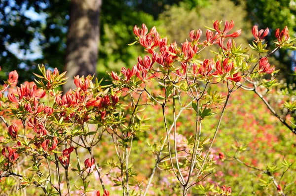 Rododendro vermelho 3 . — Fotografia de Stock