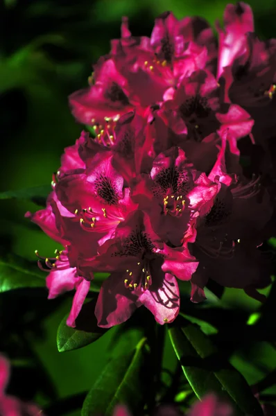 Rhododendron roxo . — Fotografia de Stock