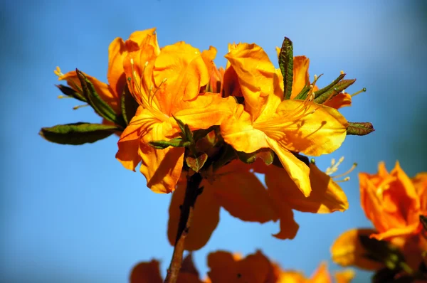 Oranje rhododendron 1. — Stockfoto