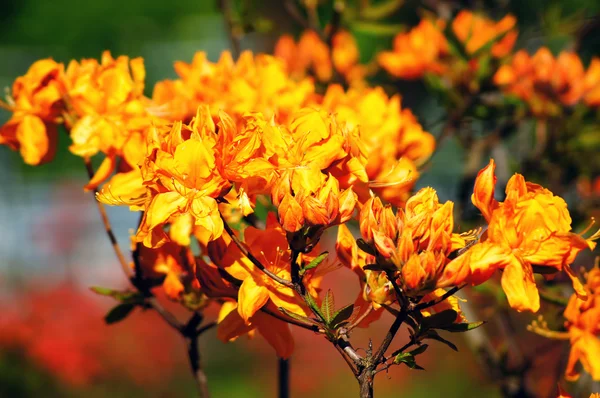 Turuncu ormangülü 2.