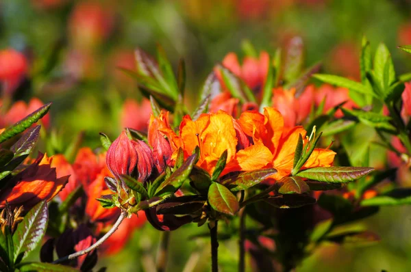 Rhododendron rojo-naranja  . —  Fotos de Stock