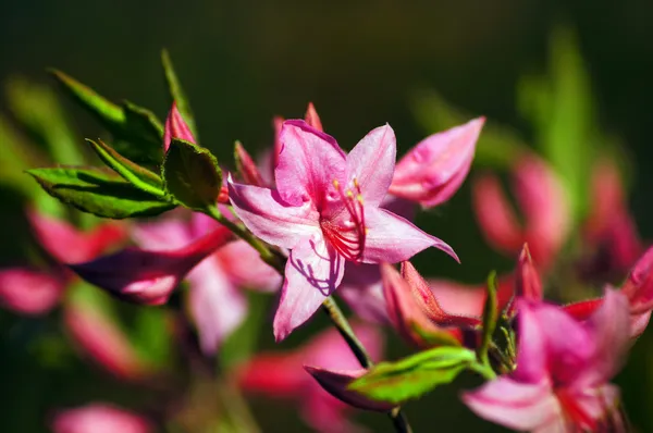 Rosado rododendro 2 . —  Fotos de Stock