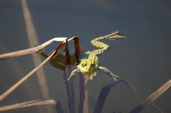 緑のカエル. — ストック写真