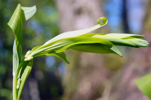 Süleyman'ın mührü (polygonatum multiflorum) .