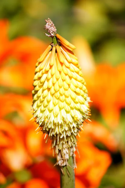 Kniphofia flower head on a bright background. — Stock Photo, Image