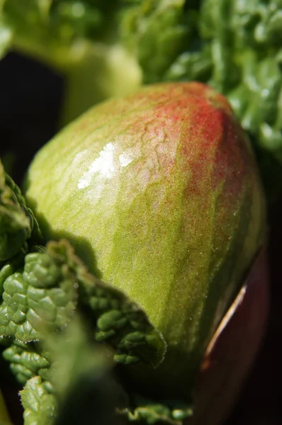 Rabarber bud close-up 1. — Stockfoto