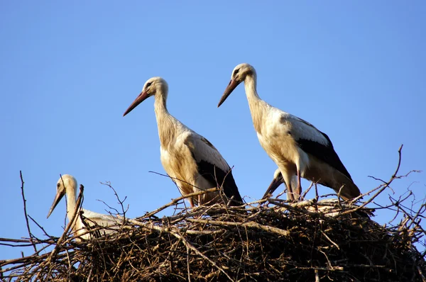 White storks family in the nest close-up. — Stock Photo, Image