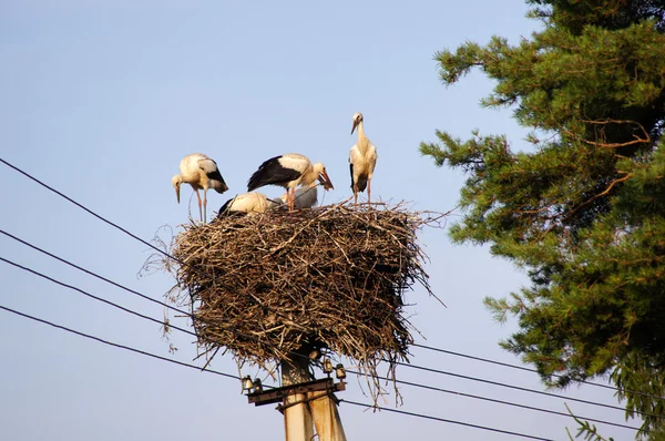 White storks family work over the nest. — Stock Photo, Image