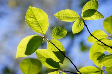bahar bitki örtüsü. ışık, renk, hassasiyet... kuş kiraz (prunus padus).