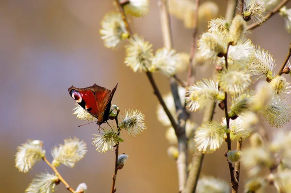 European peacock butterfly (inachis io) on a catkin of grey willow (salix cinerea). — Stock Photo, Image