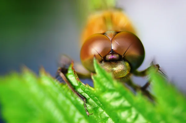 Perfektní vidění. vážky (odonata). — Stock fotografie