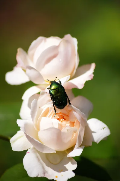 Green rose chafer (cetonia aurata) - the guest on the rose. — Stock Photo, Image
