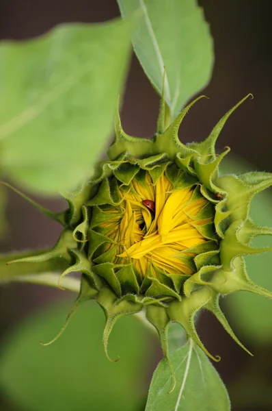 Pączek wspólnym słonecznika (helianthus annuus) z biedronka (Biedronkowate). — Zdjęcie stockowe