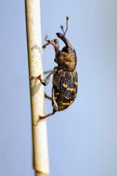 Wołek lub pyska chrząszcz (curculionidae). Obrazek Stockowy