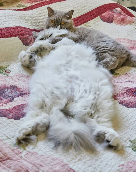 Dois Gatos Britânicos Cabelos Compridos Cabelos Curtos Abraçam Cama — Fotografia de Stock