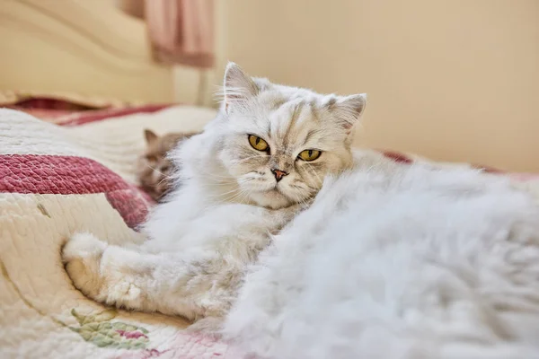 Porträt Der Britischen Langhaarkatze Auf Dem Bett — Stockfoto