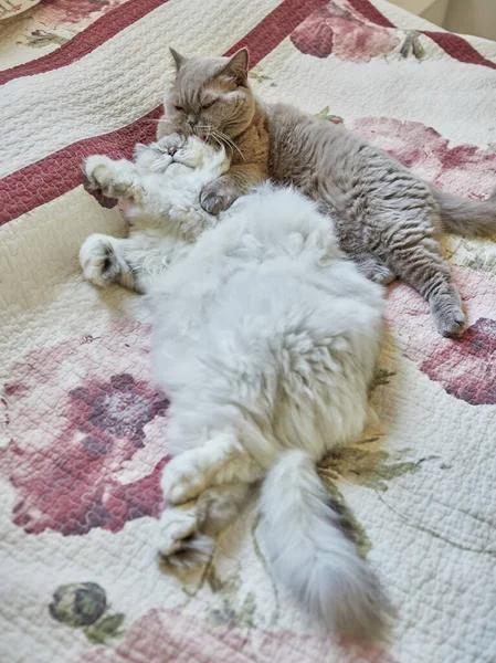 Δύο Βρετανικές Γάτες Μακρυμάλλης Και Κοντός Γλείφονται Στο Κρεβάτι — Φωτογραφία Αρχείου
