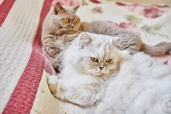 Δύο Βρετανικές Γάτες Μακρυμάλλης Και Κοντός Κάθονται Στο Κρεβάτι — Φωτογραφία Αρχείου