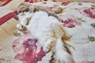 İki İngiliz kedisi, uzun saçlı ve kısa saçlı, yatakta sarılıyorlar..