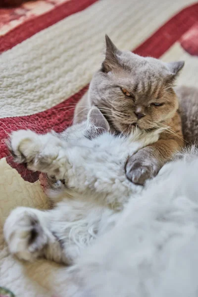 Ngiliz Kedisi Uzun Saçlı Kısa Saçlı Yatakta Birbirlerini Yalarlar — Stok fotoğraf