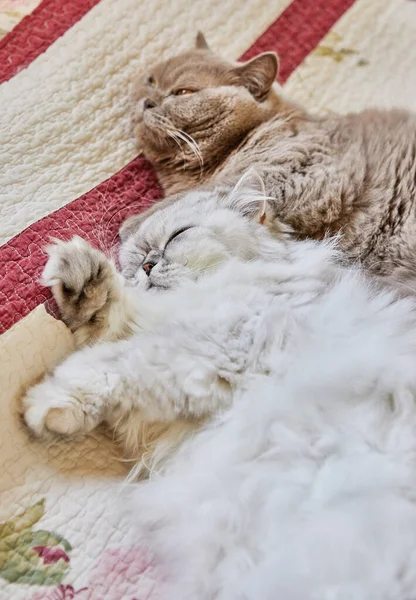 Zwei Britische Katzen Langhaarig Und Kurzhaarig Schlafen Auf Dem Bett — Stockfoto