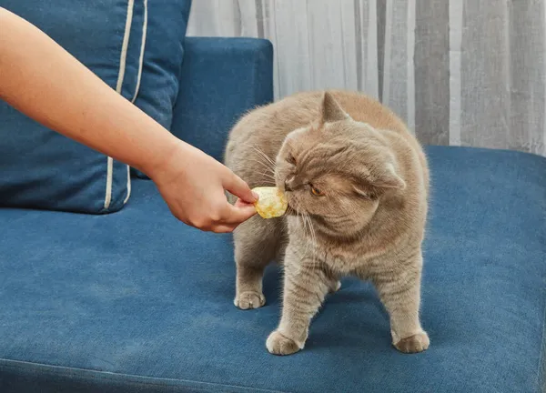 Lilac British cat eats chips from the hands of the hostess